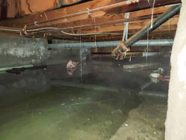 Best Professional water damage repair  in Greenville, TX