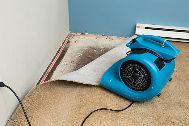 Best Water damage contractors near me  in Greenville, TX